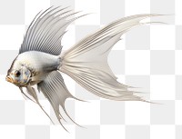 PNG Silver pterophyllum animal fish white background. AI generated Image by rawpixel.