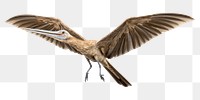 PNG Pterosaur flying beak animal. AI generated Image by rawpixel.