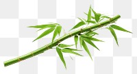 PNG Green bamboo plant freshness branch. 