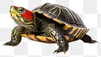 PNG Red-eared slider reptile animal turtle. AI generated Image by rawpixel.