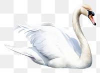 PNG  Swan full body animal white bird. AI generated Image by rawpixel.
