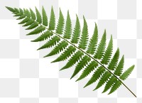 PNG  Single fresh fern leaf plant white background freshness. AI generated Image by rawpixel.