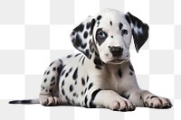 PNG Puppy dog dalmatian animal. 