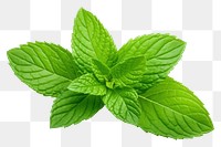 PNG Plant herbs leaf spearmint. AI generated Image by rawpixel.