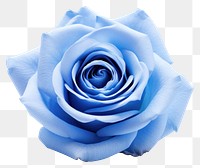 PNG Blue rose flower plant white. 