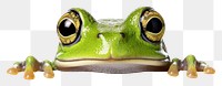 PNG Frog amphibian wildlife reptile. AI generated Image by rawpixel.
