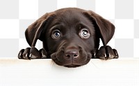 PNG Labrador dog peeking mammal animal. 