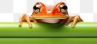PNG Tomato frog amphibian wildlife animal. AI generated Image by rawpixel.