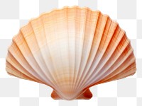 PNG Sea shell clam invertebrate simplicity. AI generated Image by rawpixel.