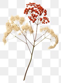 PNG Real Pressed a single minimal rowan Bouquet flower plant red. 