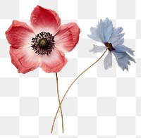 PNG Real Pressed a single anemone flowers petal plant poppy
