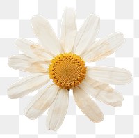 PNG Real pressed a single Feverfew flower petal daisy