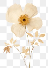 PNG Real Pressed a single anemone flower petal plant inflorescence. 