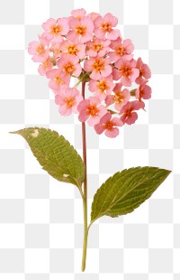 PNG Real pressed a single pink Lantana flower lantana blossom plant