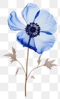 PNG Real Pressed a single blue anemone flowers plant inflorescence asteraceae. AI generated Image by rawpixel.