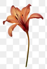 PNG Flower lily petal plant. 