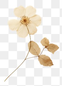 PNG Real pressed a single white flower petal plant paper. 