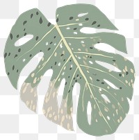 PNG Monstera leaf plant pattern drawing. AI generated Image by rawpixel.