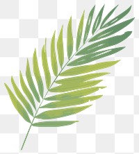 PNG Palm leaf plant fern white background. 
