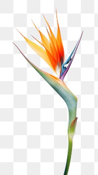 PNG  Flower plant petal white background. 