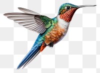 PNG  Humming bird hummingbird animal beak. .