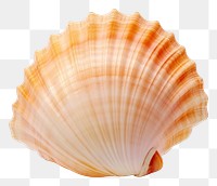 PNG  Sea shell clam sea white background. AI generated Image by rawpixel.