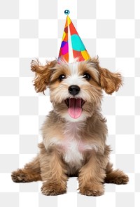 PNG Party dog celebration mammal. AI generated Image by rawpixel.