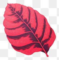 PNG Leaf plant petal xanthosoma. AI generated Image by rawpixel.
