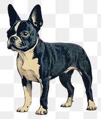 PNG Boston Terrier bulldog mammal animal. AI generated Image by rawpixel.