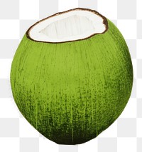 PNG Coconut plant green produce. AI generated Image by rawpixel.
