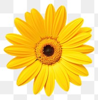 PNG Beautiful yellow daisy flower sunflower petal plant. AI generated Image by rawpixel.