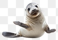 Seal Waving animal mammal white background. 