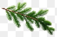 PNG Christmas tree branche fir twig christmas spruce plant