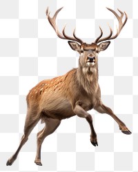 PNG Happy smiling deer dancing wildlife animal antler. AI generated Image by rawpixel.