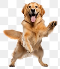 PNG Happy smiling golden retriever dance mammal animal puppy. 