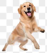 PNG Happy smiling golden retriever dance mammal animal puppy. 