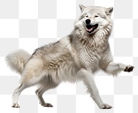 PNG Happy smiling wolf dancing mammal animal white. AI generated Image by rawpixel.