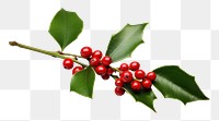 PNG Christmas mistletoe cherry plant leaf. AI generated Image by rawpixel.