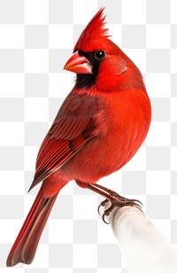 PNG  Cardinal animal bird white background