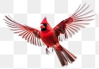 PNG  Flying cardinal bird animal red