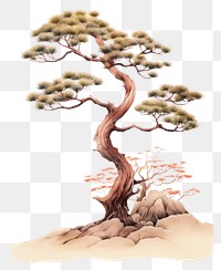 PNG Chinese pine tree drawing sketch plant. AI generated Image by rawpixel.