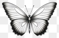 PNG  Butterfly butterfly drawing animal. AI generated Image by rawpixel.