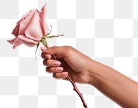 PNG Aesthetic hand holding rose flower finger petal. 