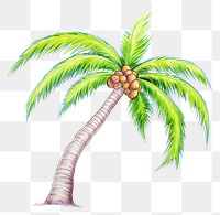 PNG Coconut tree drawing plant fruit. AI generated Image by rawpixel.