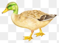 PNG Duck drawing animal bird. AI generated Image by rawpixel.
