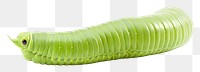 PNG  A green worm white background invertebrate caterpillar. AI generated Image by rawpixel.