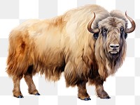 PNG A muskox animal livestock wildlife. AI generated Image by rawpixel.