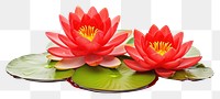 PNG Lily flower plant red. AI generated Image by rawpixel.