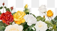 PNG  White roses flower plant petal. AI generated Image by rawpixel.
