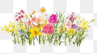 PNG  Pink flowers daffodil outdoors nature